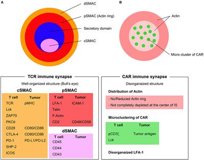 Expanding the Therapeutic Window for CAR T Cell Therapy in Solid Tumors: The Knowns and Unknowns of CAR T Cell Biology